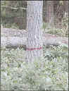 [tree marked with red stripe]